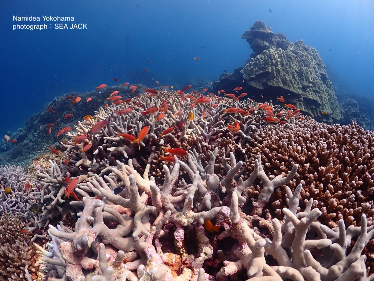 石垣島ツアー サンゴ