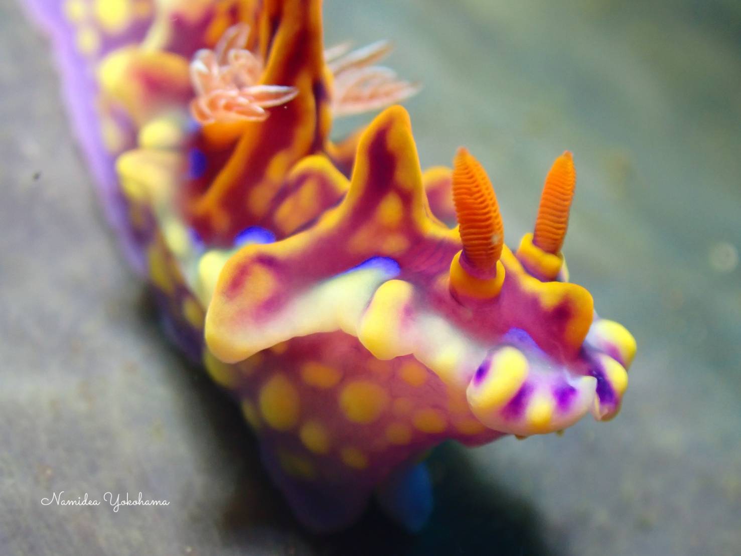 いい感じのサイズのミアミラウミウシ もいました!