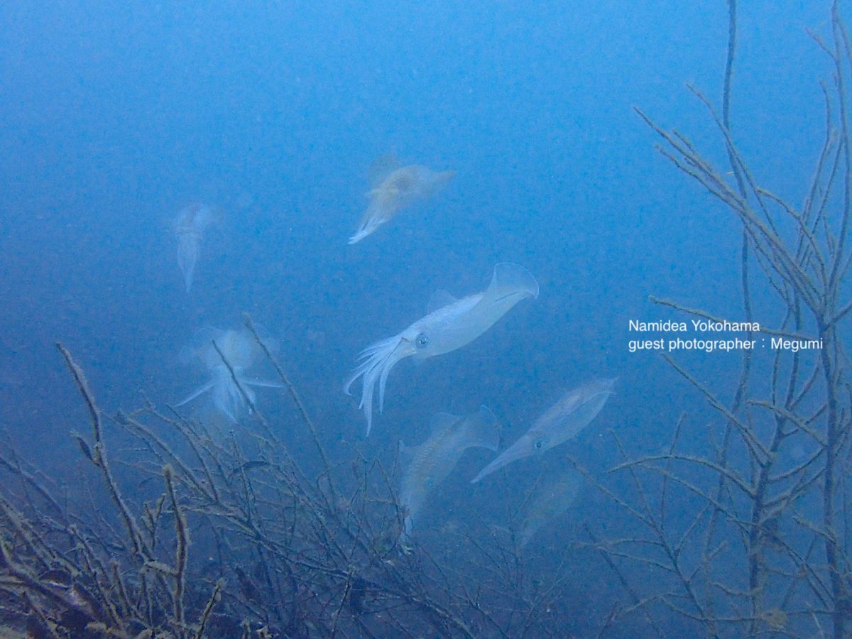 アオリイカ乱舞