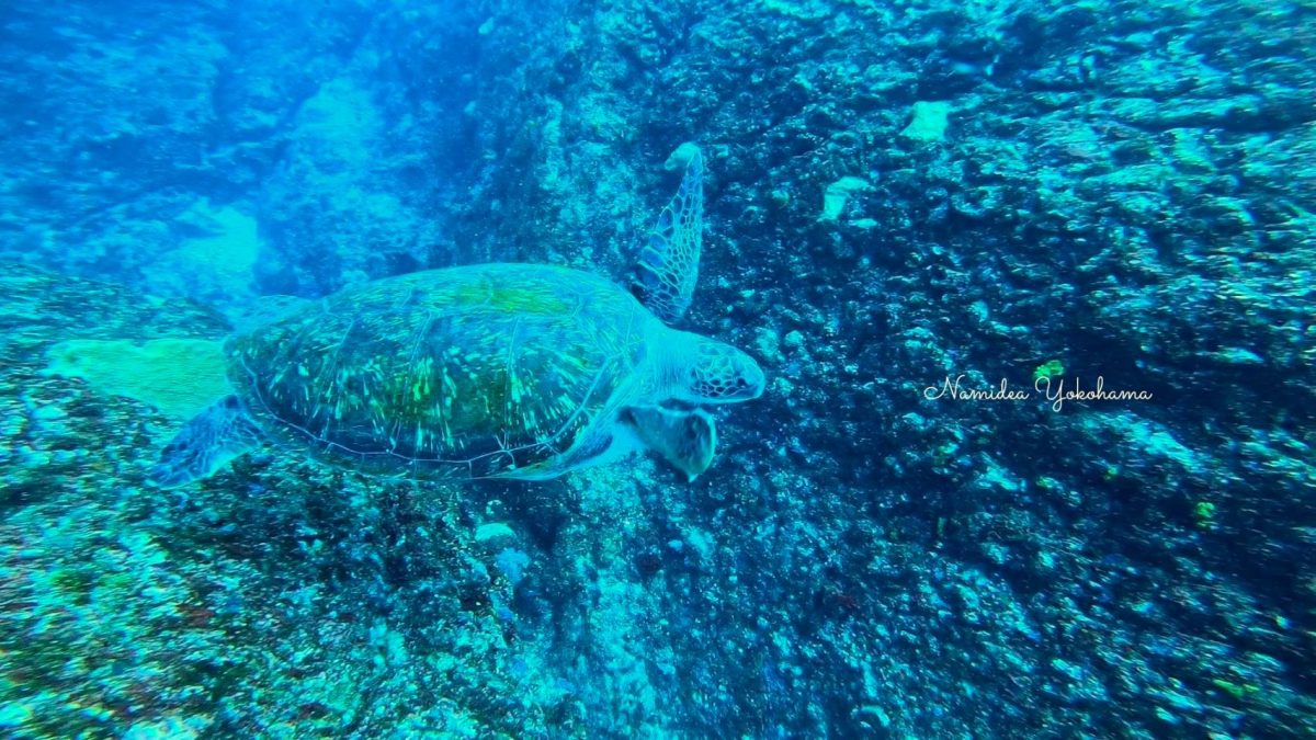 休日ダイビング カメ