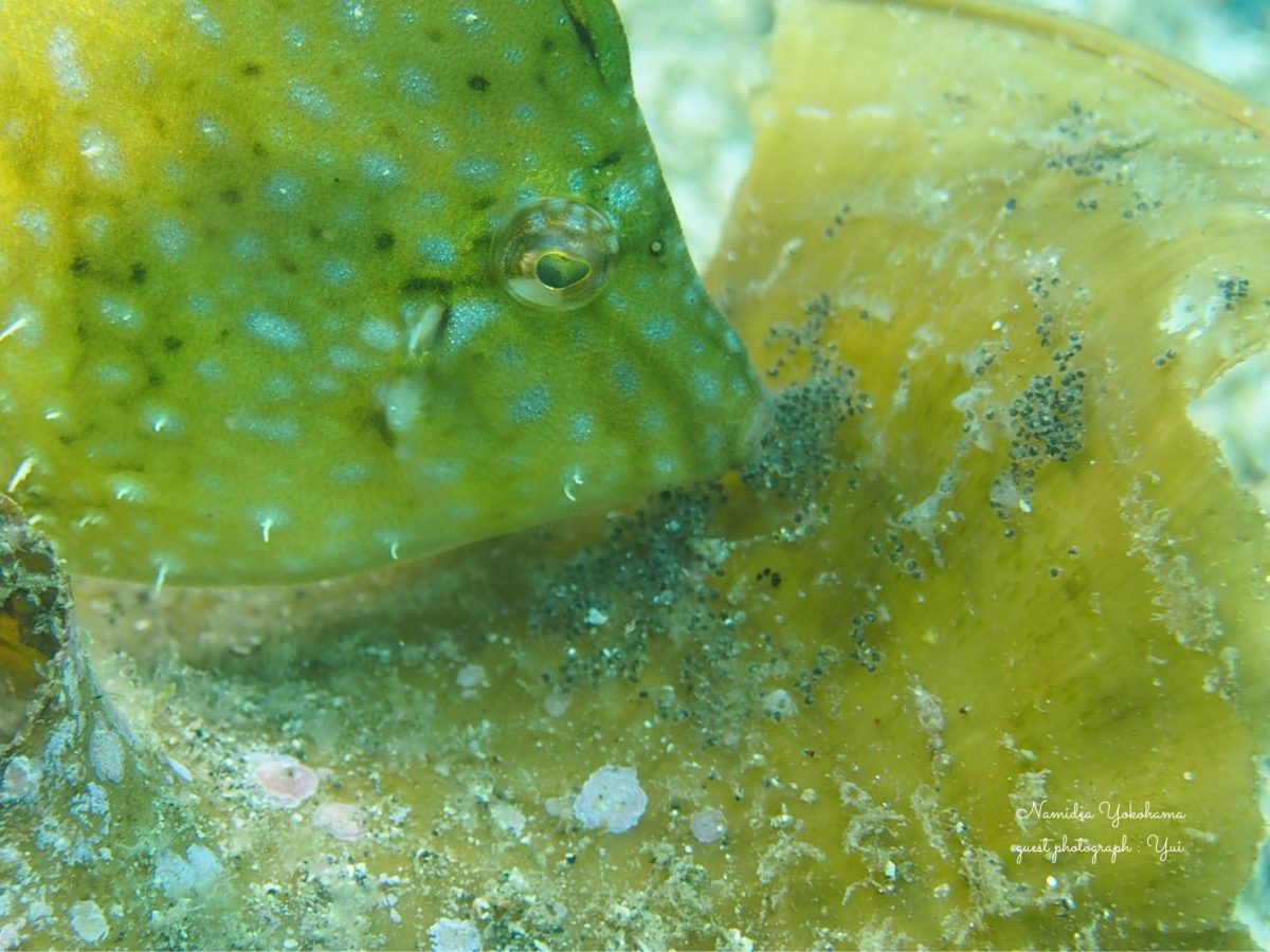 アオサハギの卵　メスが換水中