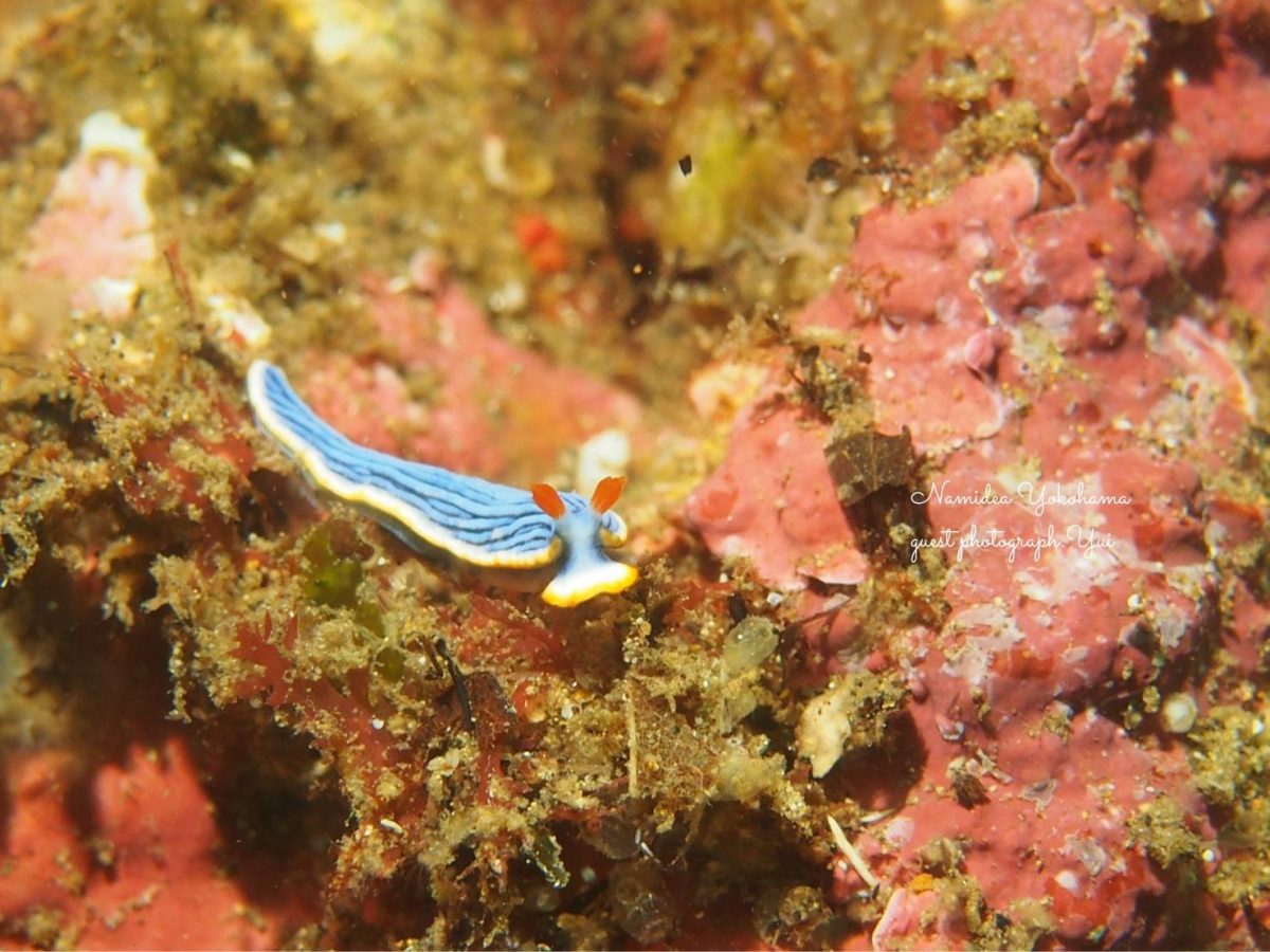 サメジマオトメウミウシ