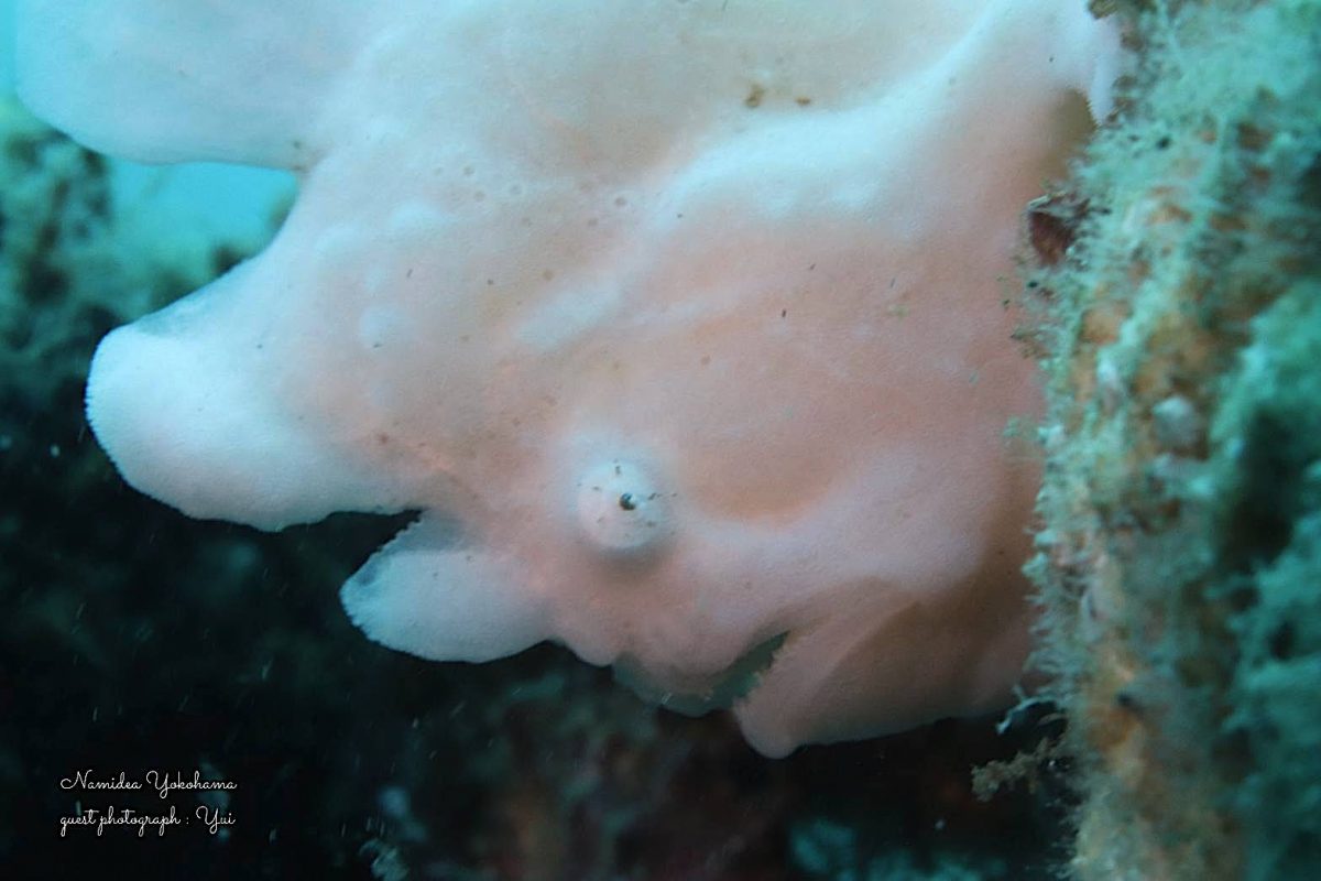 真っ白なカエルアンコウ