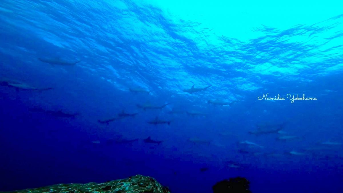 神子元島ツアー