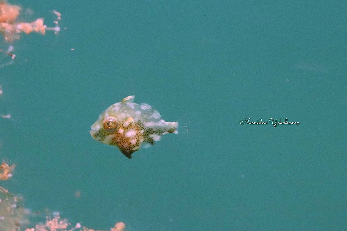 魂サイズのアオサハギ