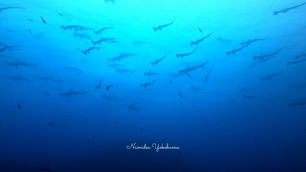 ハンマーヘッドシャーク　神子元島