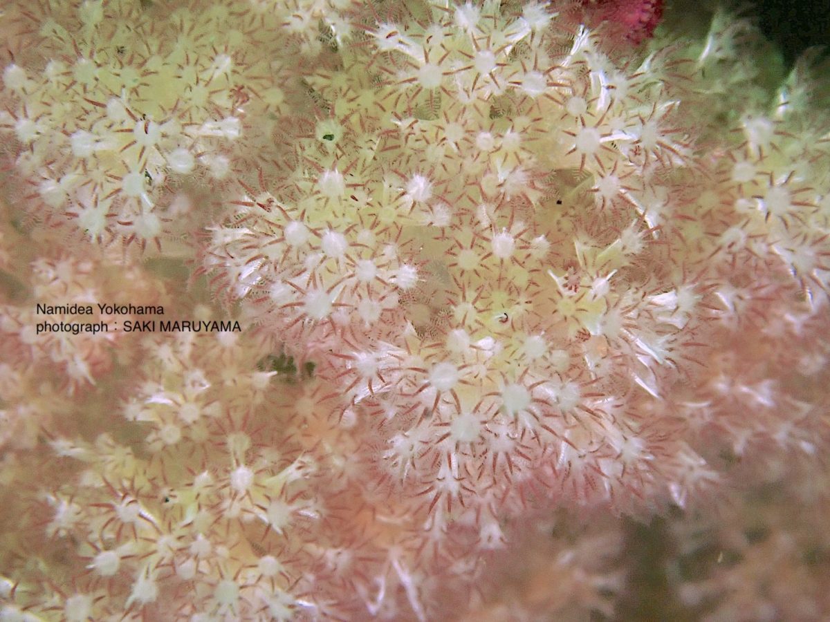 彩綺ちゃんオススメポリプ