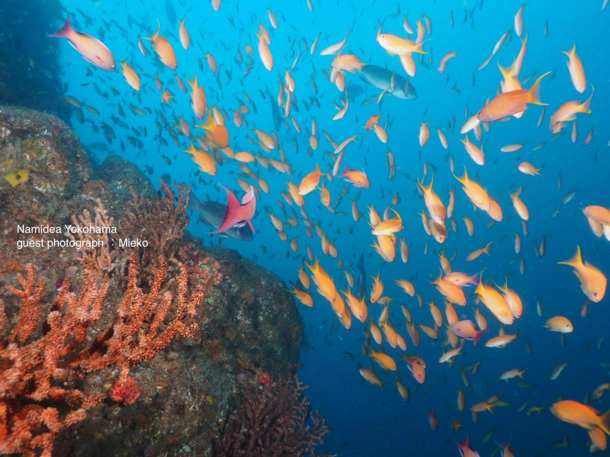 田子・沖の浮島根