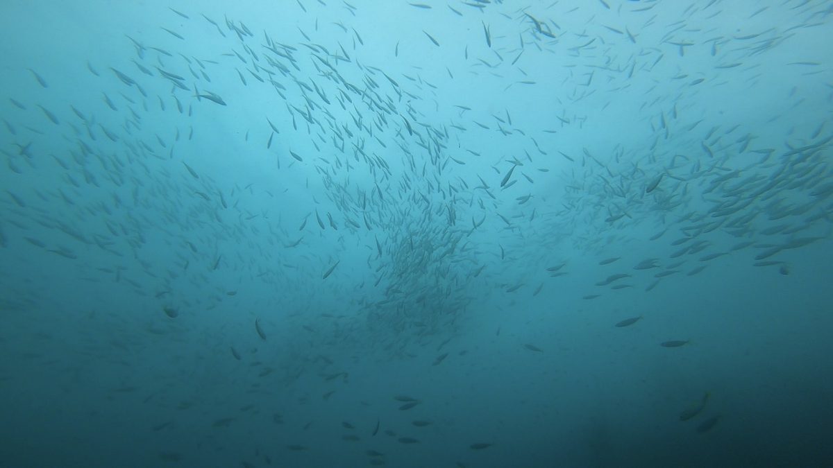 群れがたくさんの平沢の海