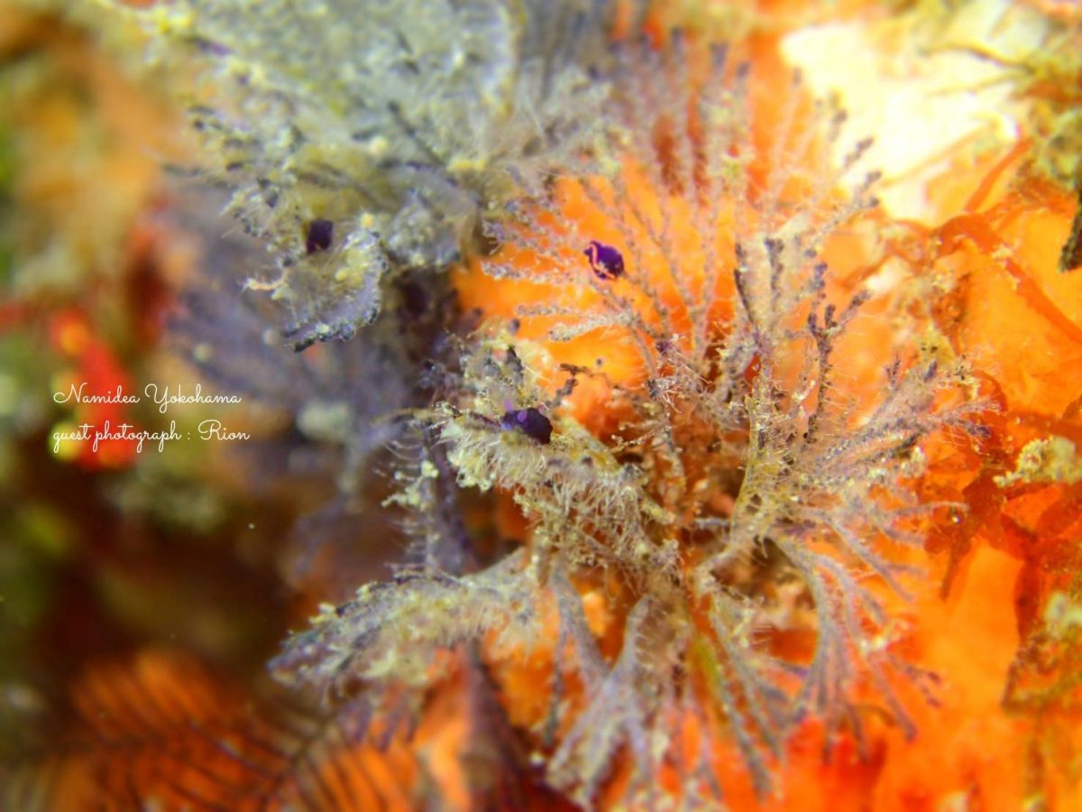 コミドリリュウグウウミウシ ベニゴマリュウグウウミウシ