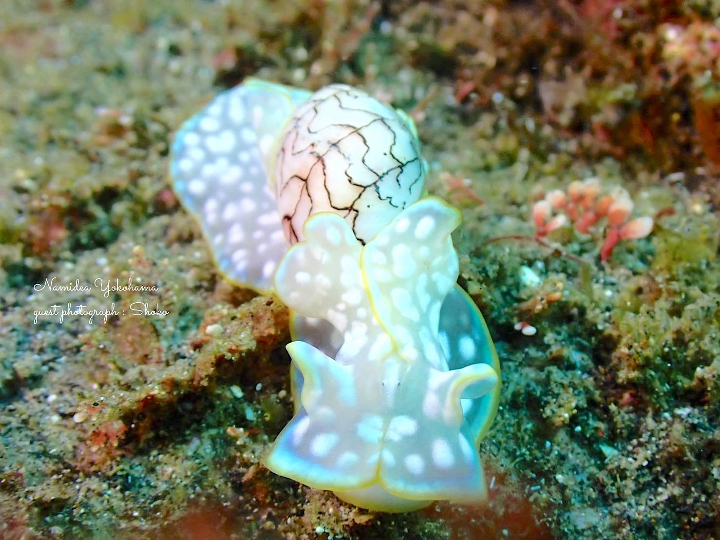 野田浜 コンシボリガイ