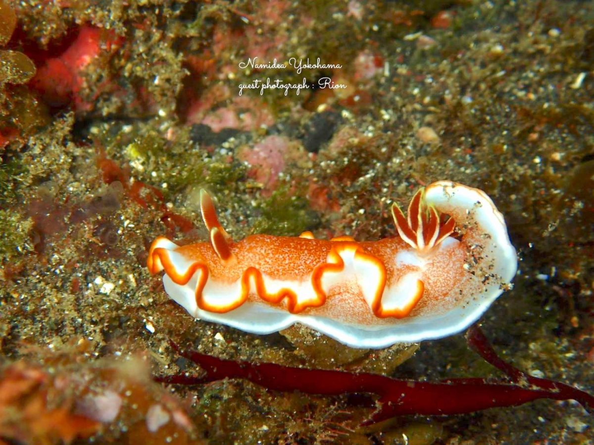 キャラメルウミウシ