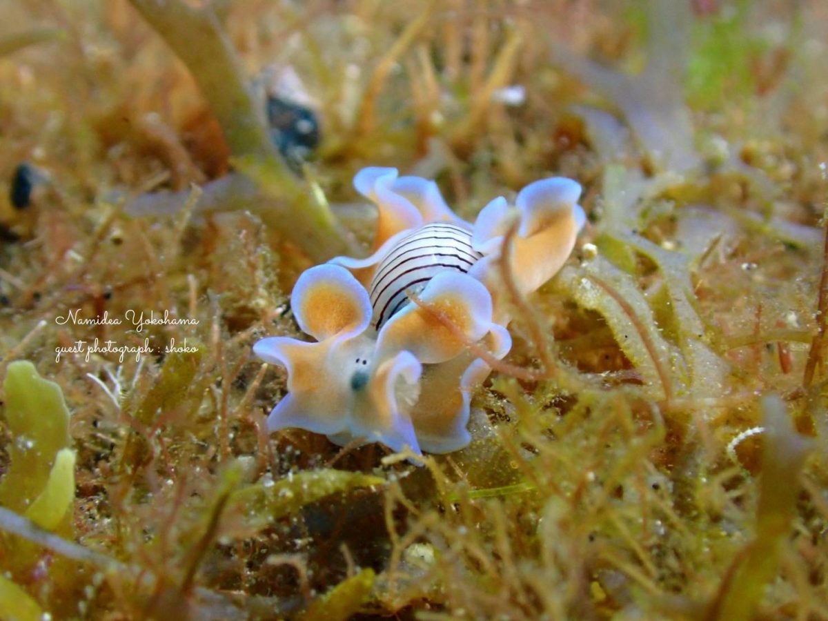 伊豆大島・王の浜 コンシボリガイ