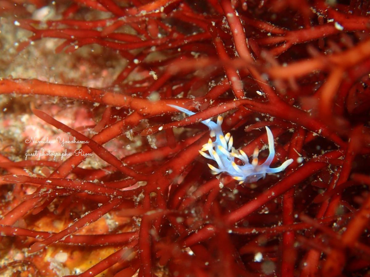 サキシマミノウミウシ