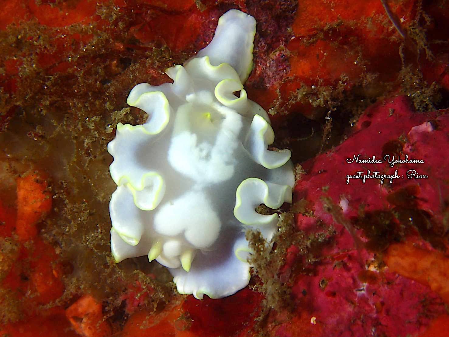 シロタエイロウミウシ