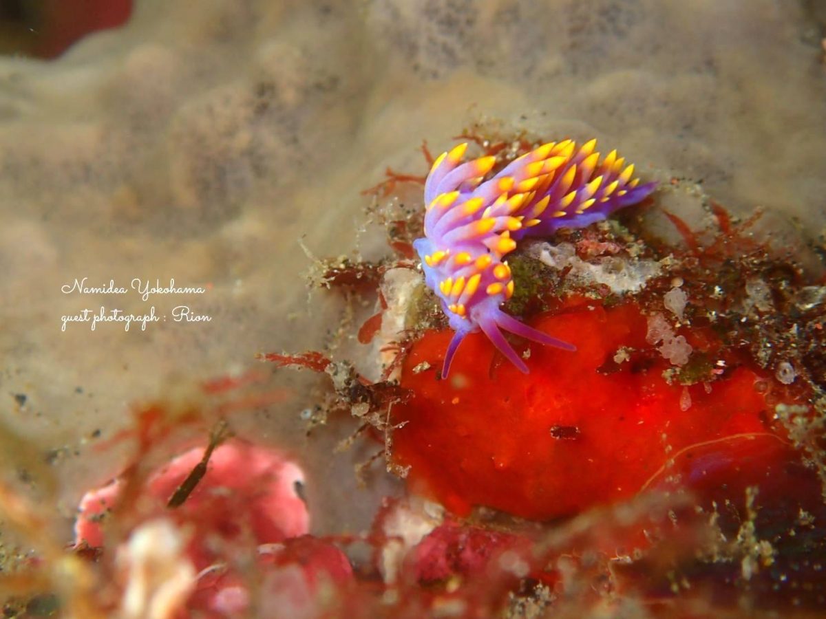 ミチヨミノウミウシ