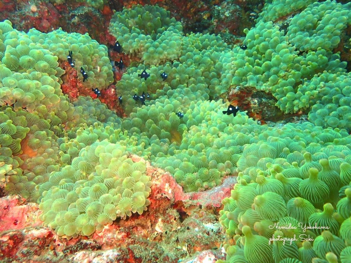 季節来週魚 ミツボシクロスズメダイ