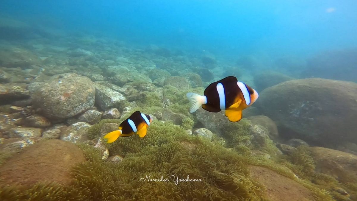 ちょっと攻撃的なクマノミ