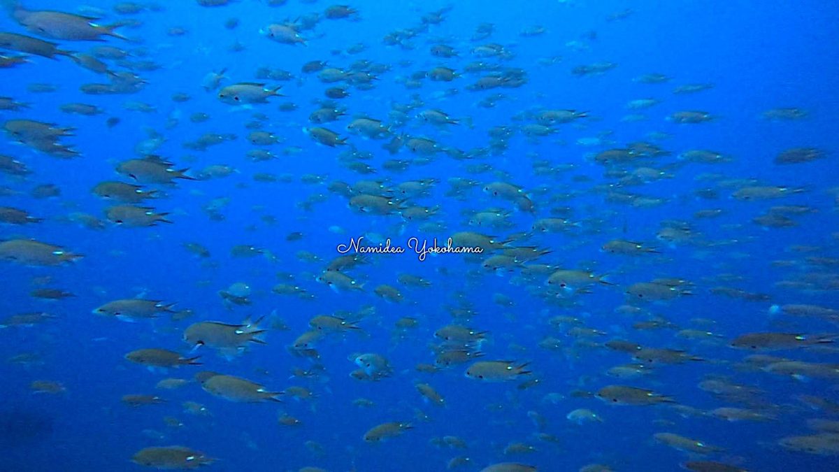 井田のスズメダイ