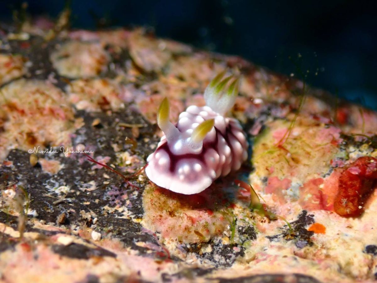 キカモヨウウミウシ