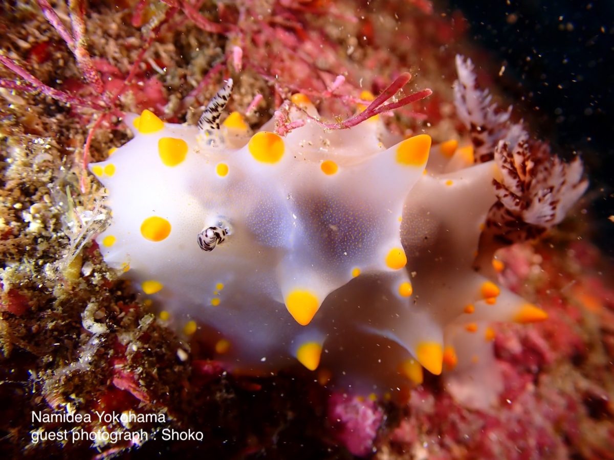 コンペイトウウミウシ