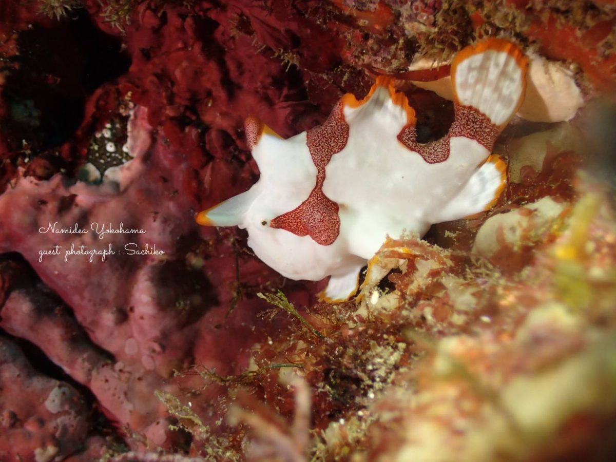 白いクマドリカエルアンコウ