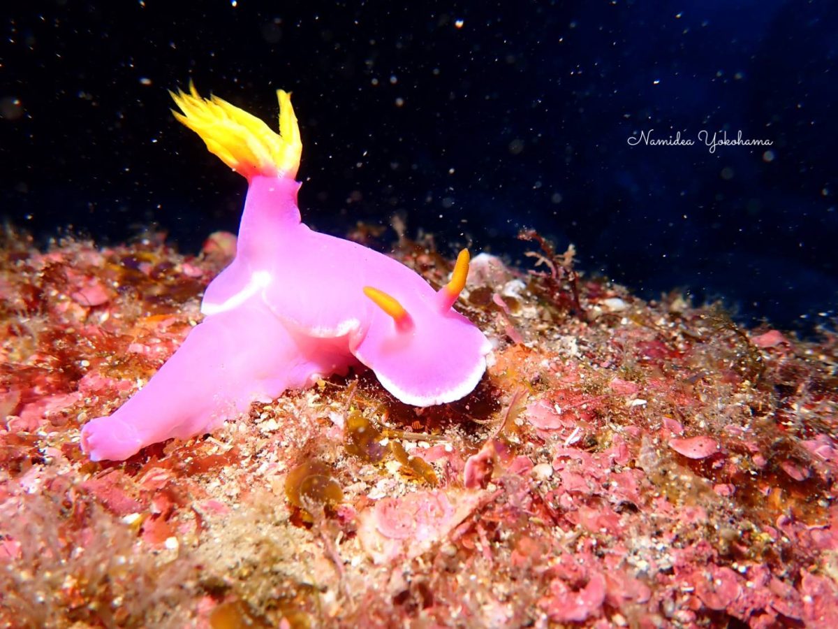 シンデレラウミウシ