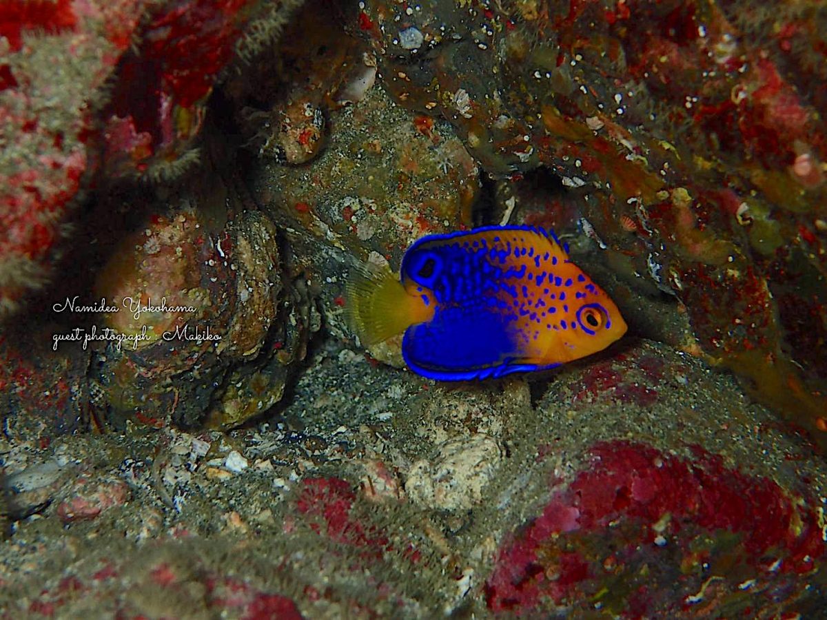 レンテンヤッコの幼魚
