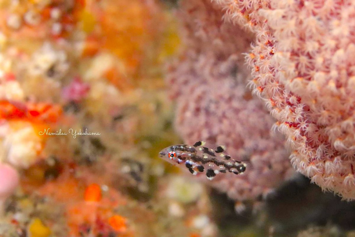 なんの幼魚だろう…