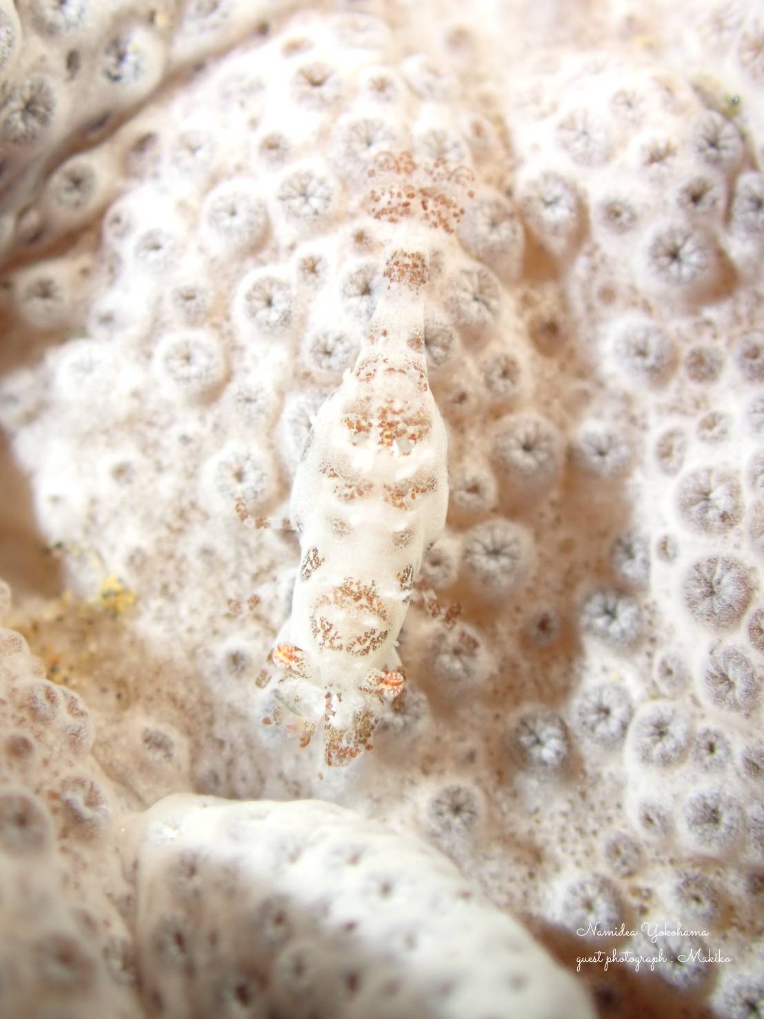 ウズラモカクレエビ