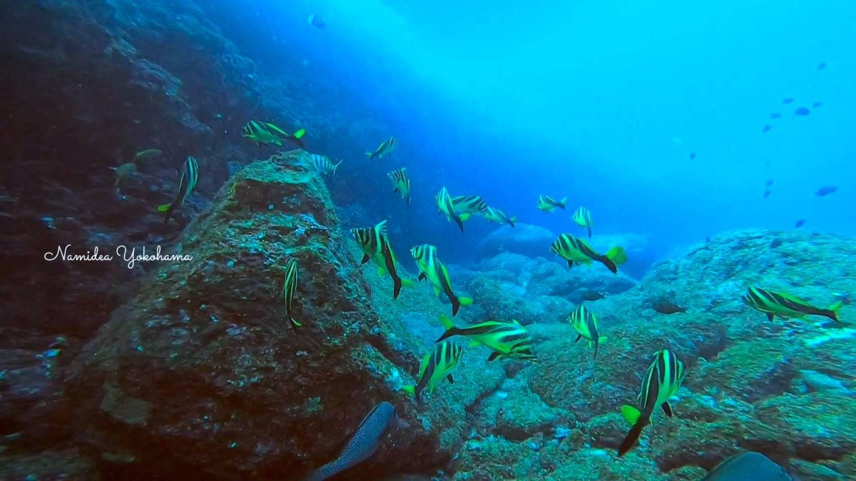 ミギマキって群れるんだ！