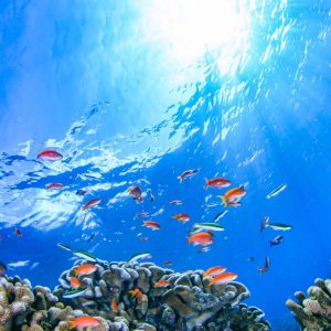 Namidea奄美大島ツアー！