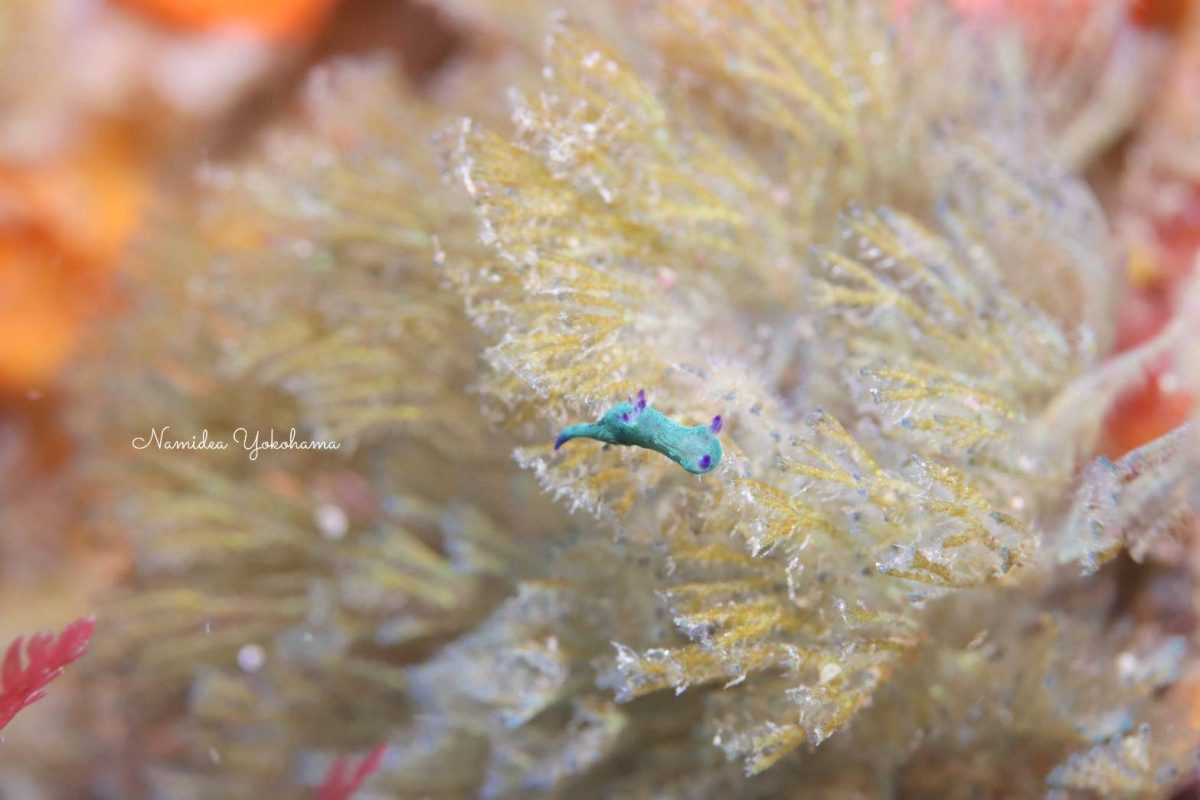 まだまだ少ないリュウグウ系