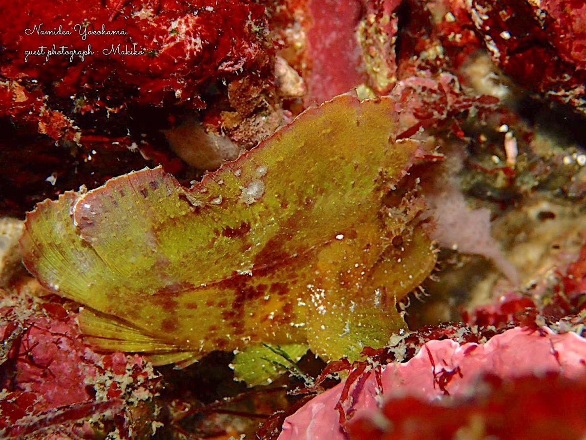 ハダハカオコゼ2