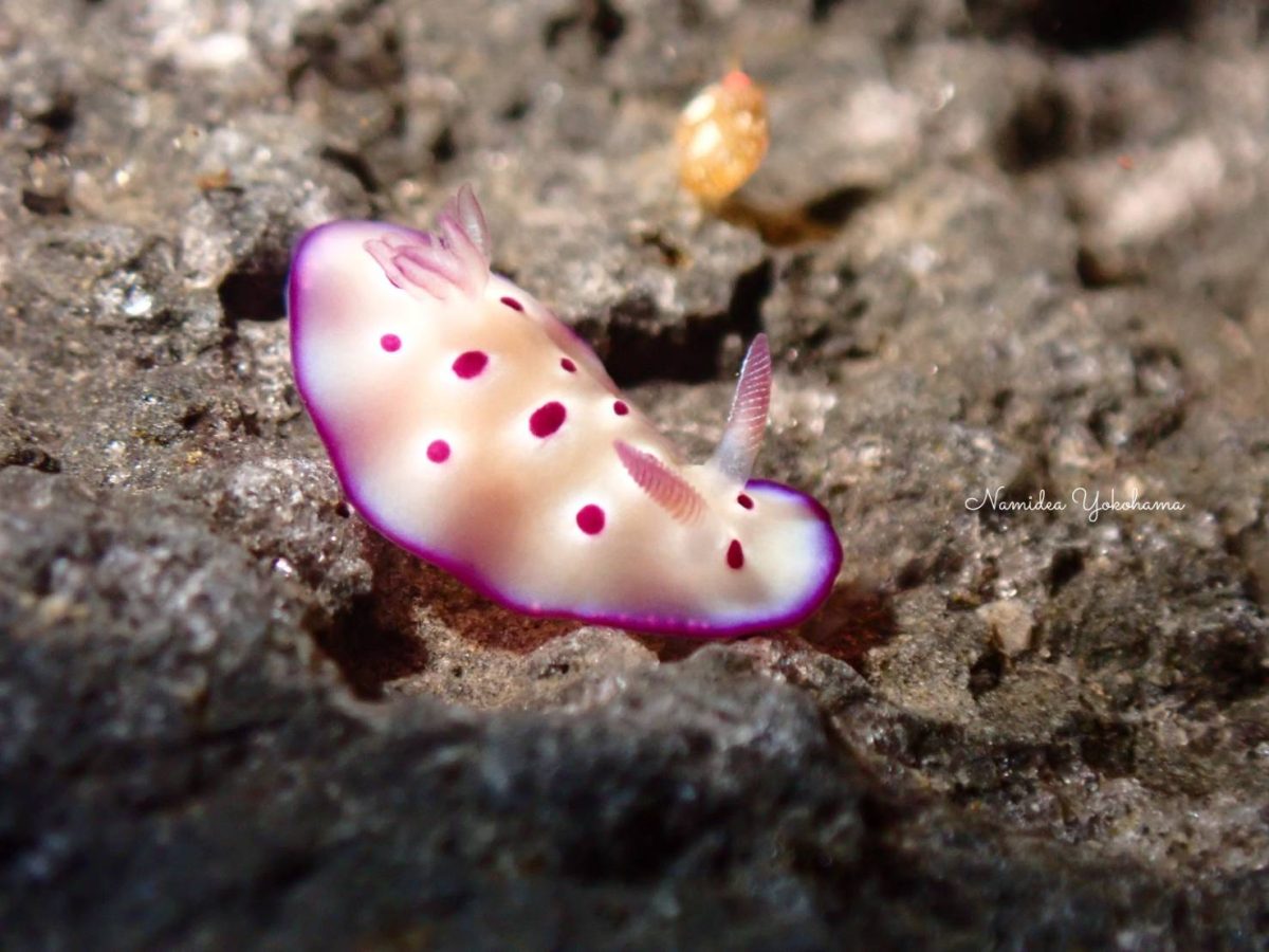 マダライロウミウシ