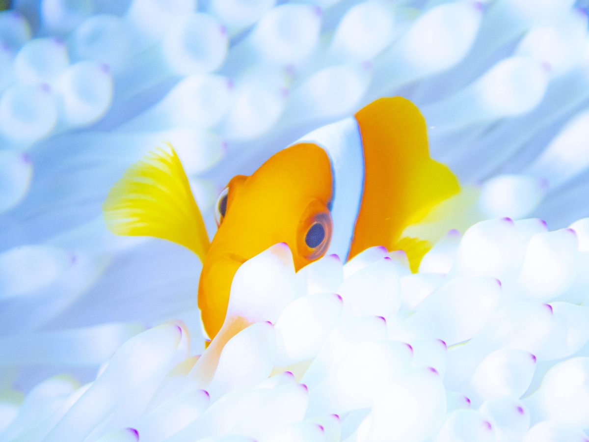 Namidea奄美大島ツアー!