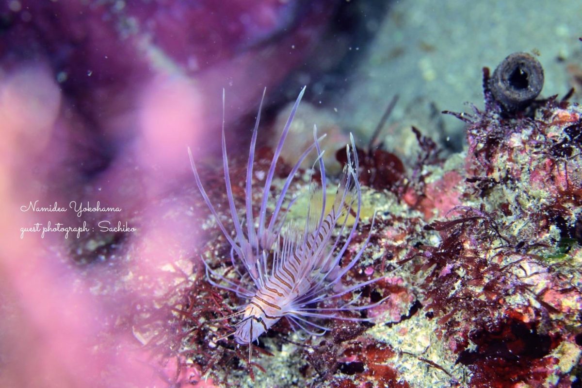 ネッタイミノの幼魚