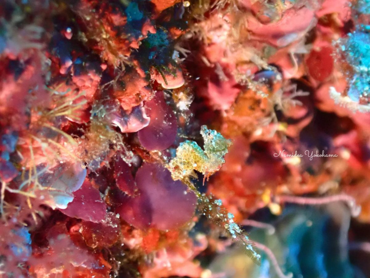 ハチジョウタツ　ジャパニーズピグミーシーホース