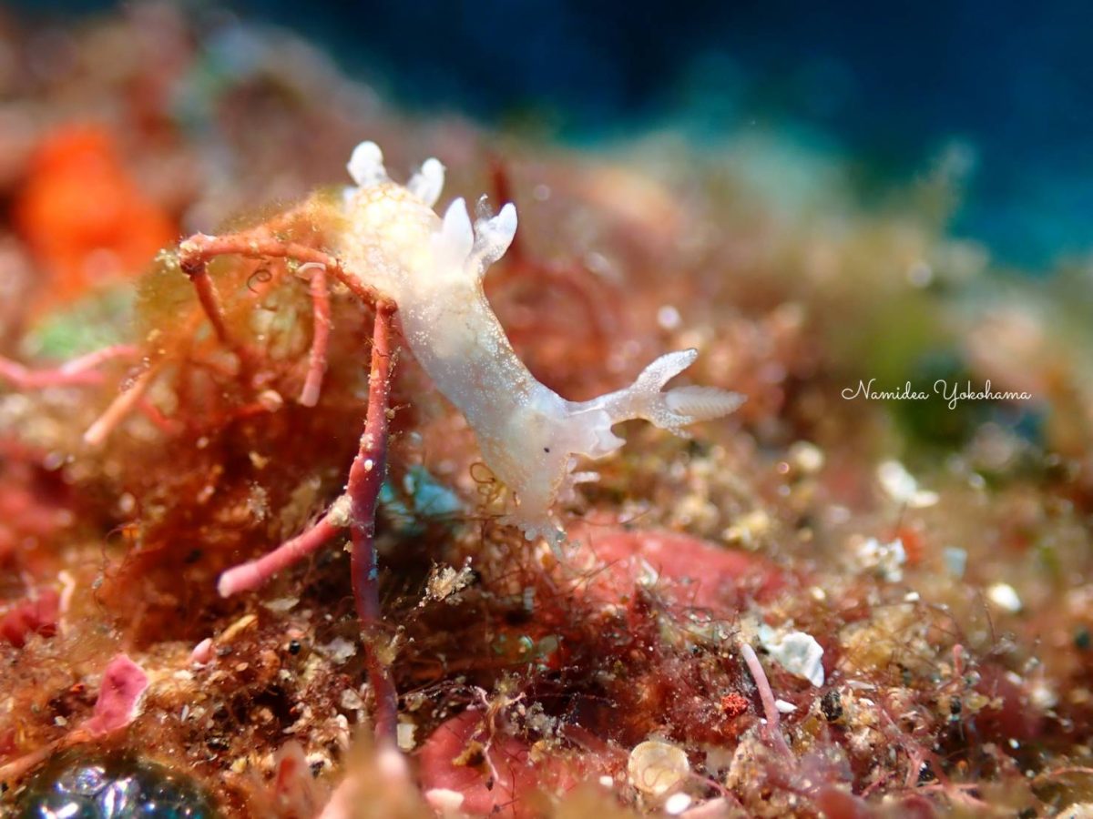 ヤマトユビウミウシ 泳ぎます