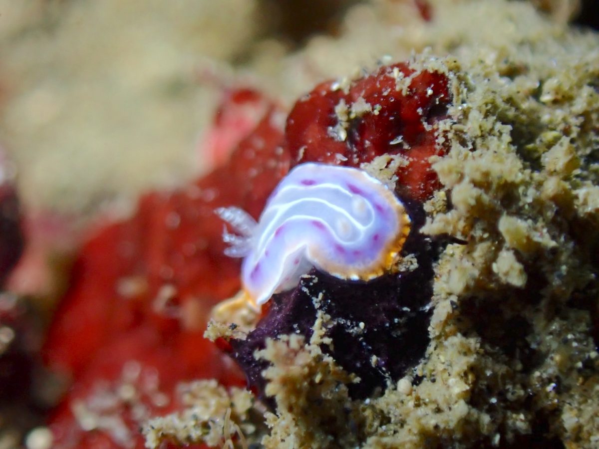 セトイロウミウシ　レスキュー講習中に発見