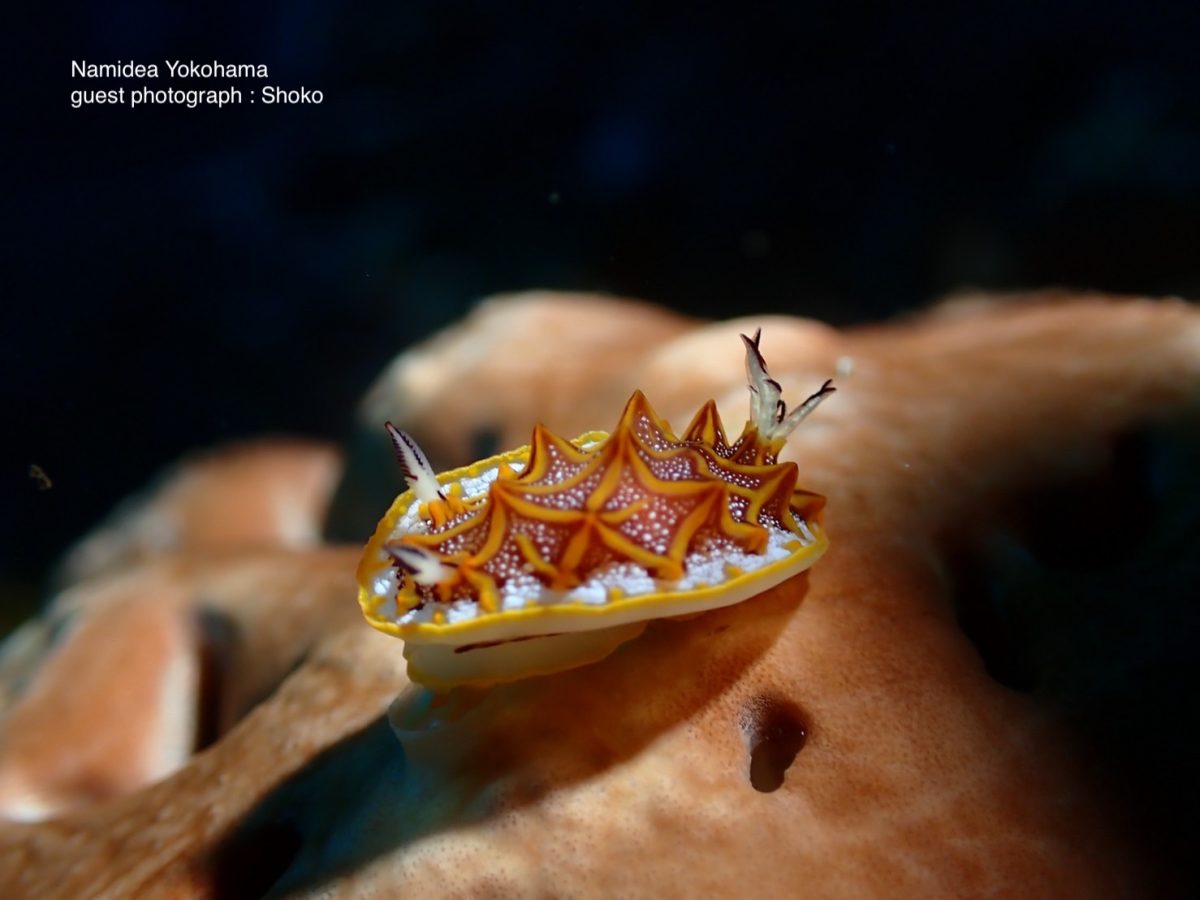 モザイクウミウシ