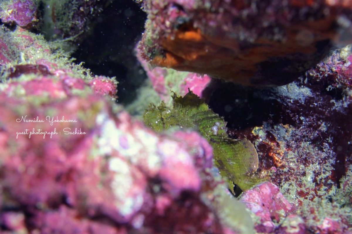 隠れ上手なハダカハオコゼ