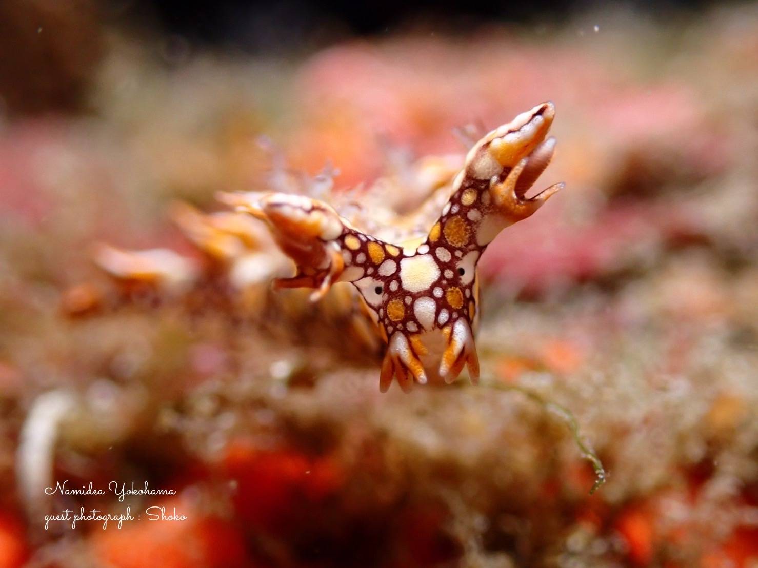 ヒオドシユビウミウシ