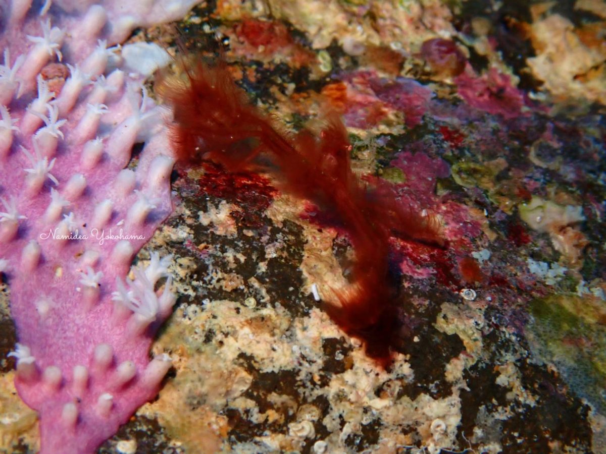 オラウータンクラブ