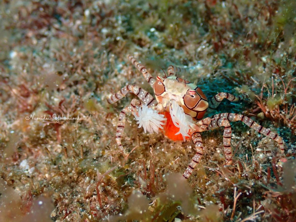 卵を抱えたキンチャクガニ