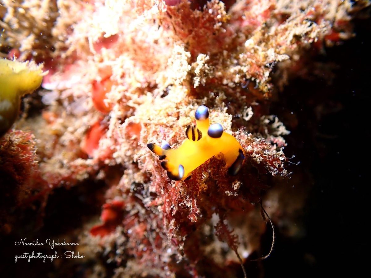 ウデフリツノザヤウミウシ