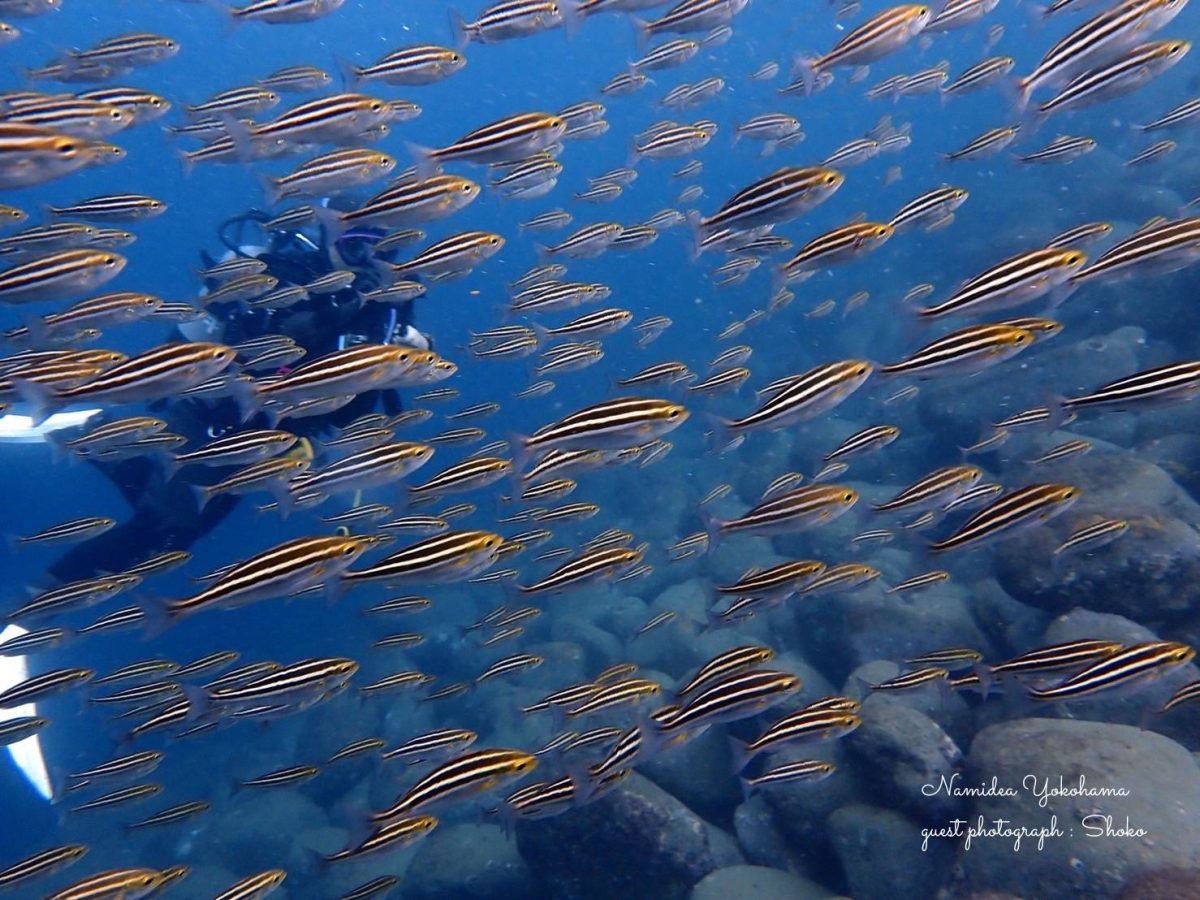 イサキの群れ