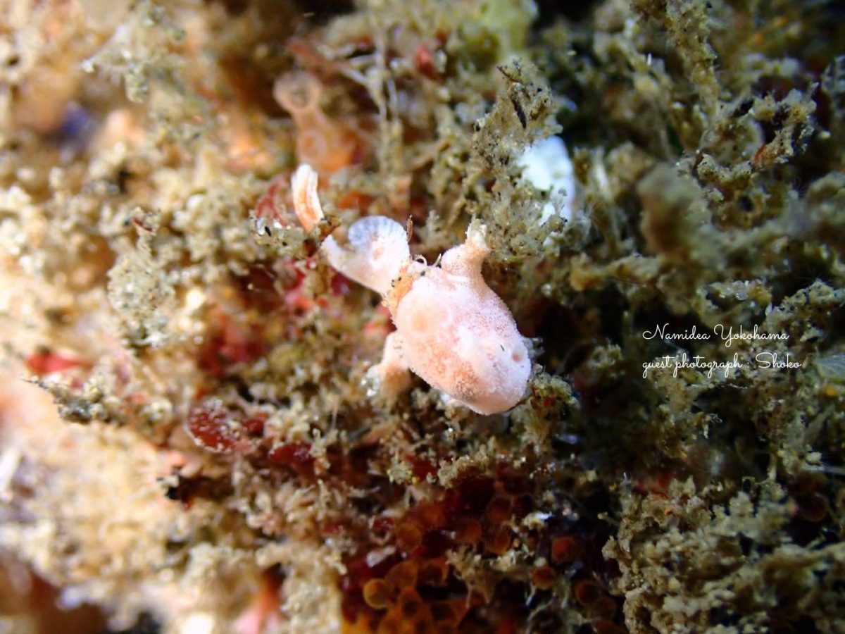 オオモンカエルアンコウ