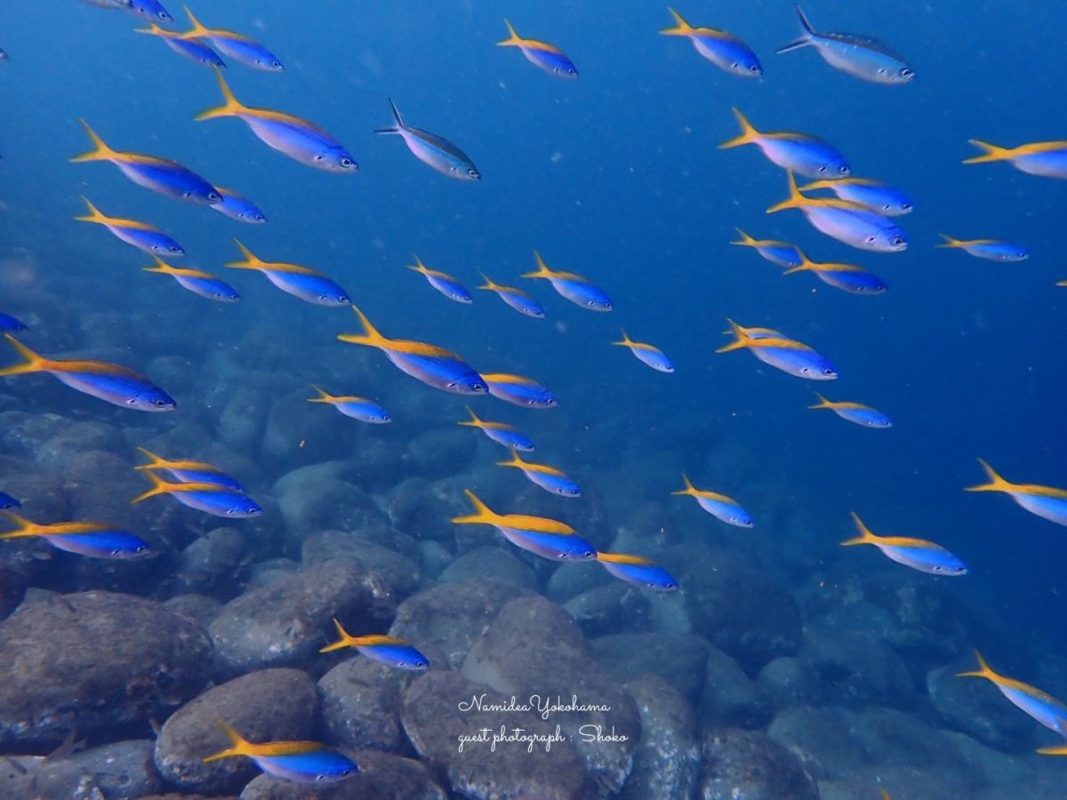 ウメイロモドキ