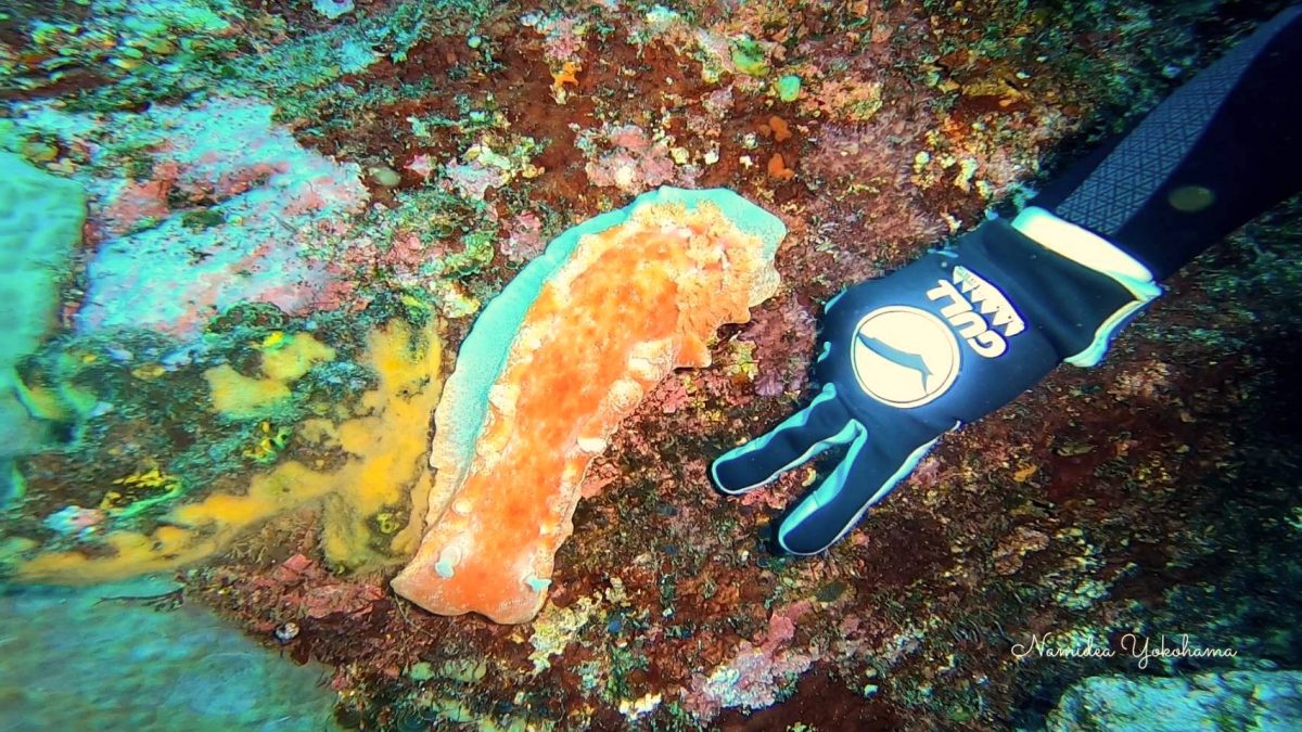 巨大なミカドウミウシ